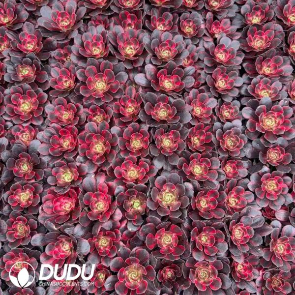Aeonium Lina Seedlings