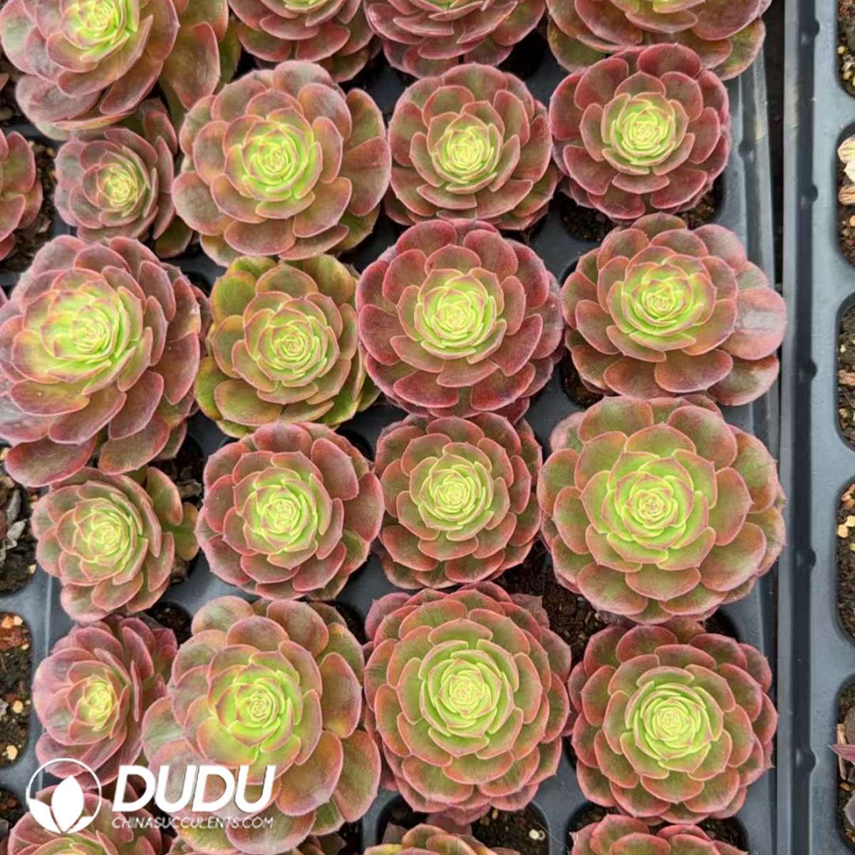 09899D30201.jpg 21pcs Aeonium Firefox Seedlings - Image 1