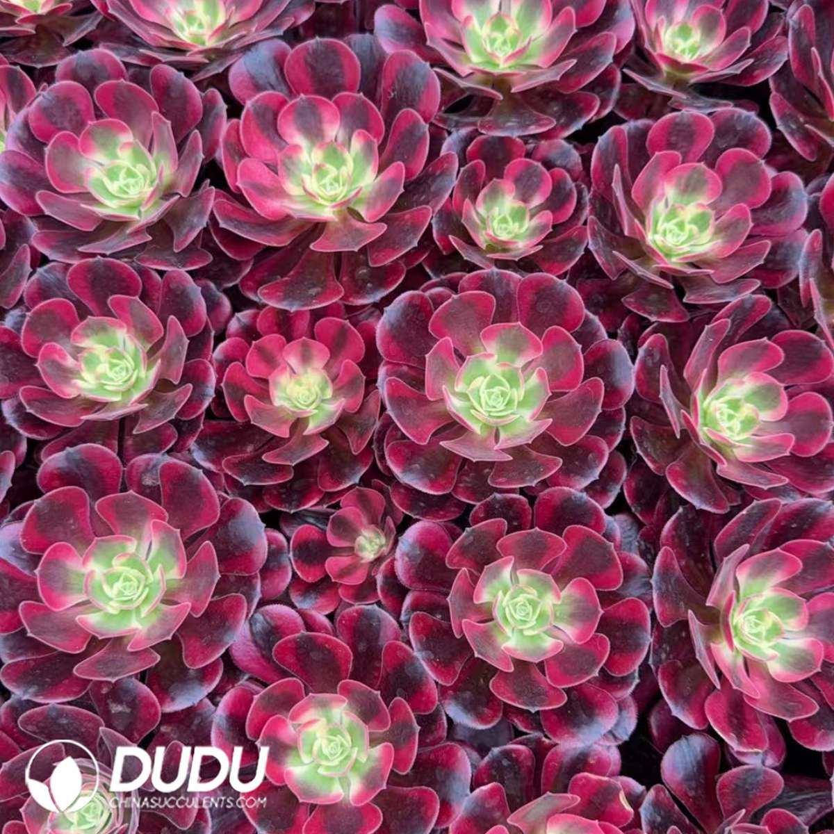 09901D30201.jpg 21pcs Aeonium Medusa Seedlings - Image 1