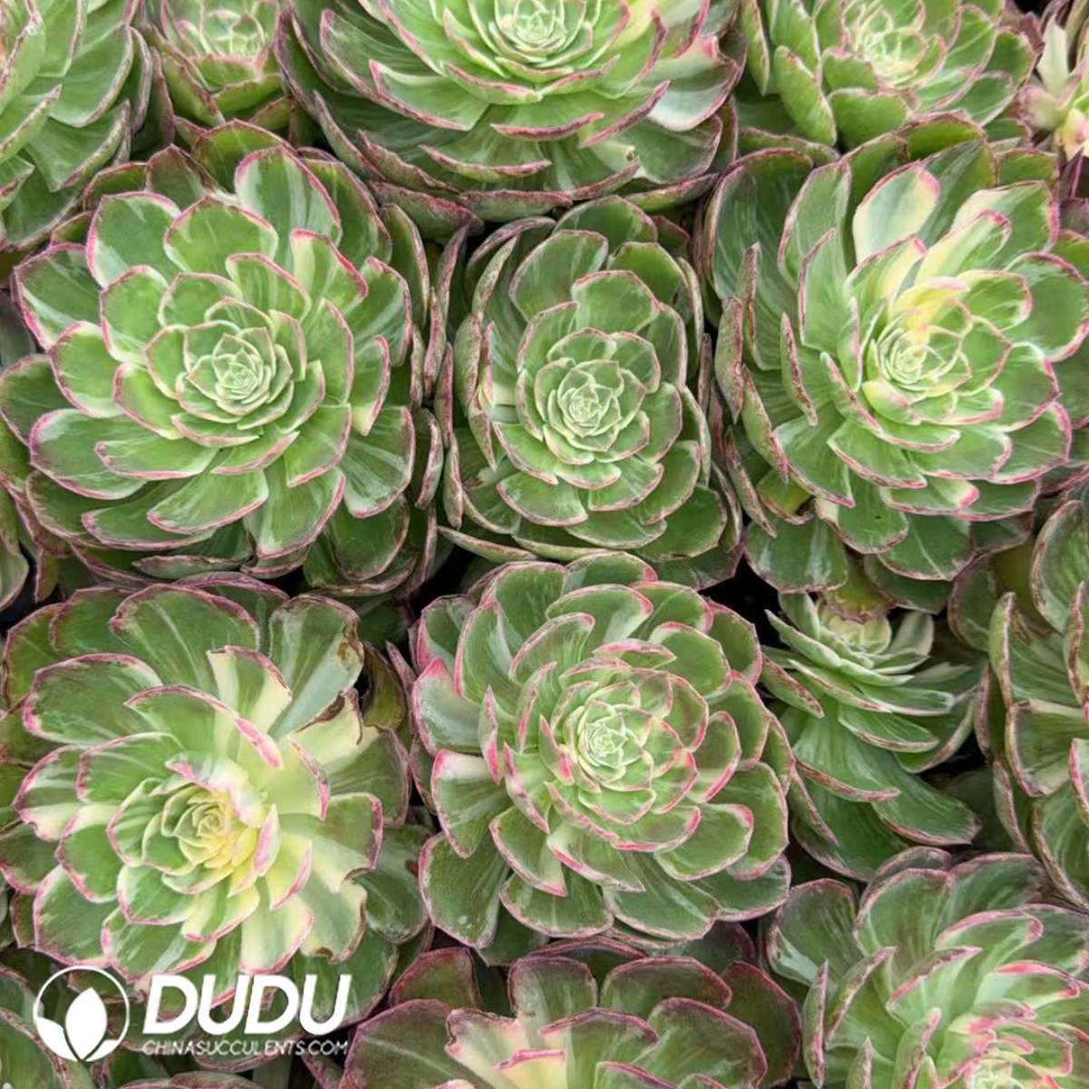 09902D30201.jpg 21pcs Aeonium Kaleidoscope Seedlings - Image 1
