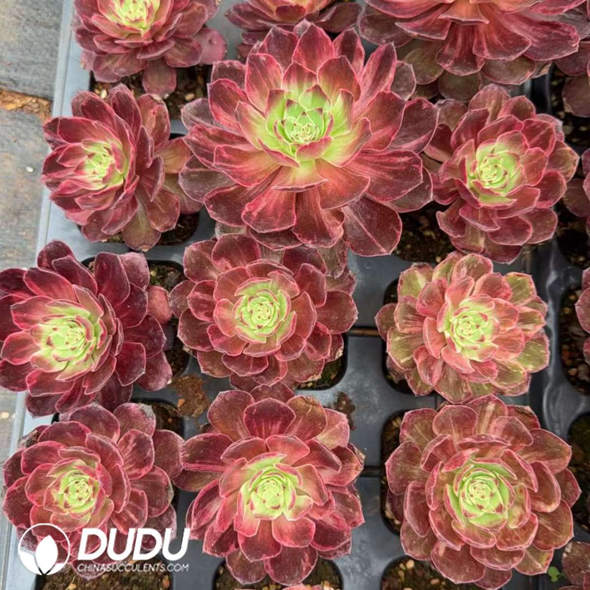 09903D30201.jpg 21pcs Aeonium Kaleidoscope Silky Variegated Seedlings - Image 1