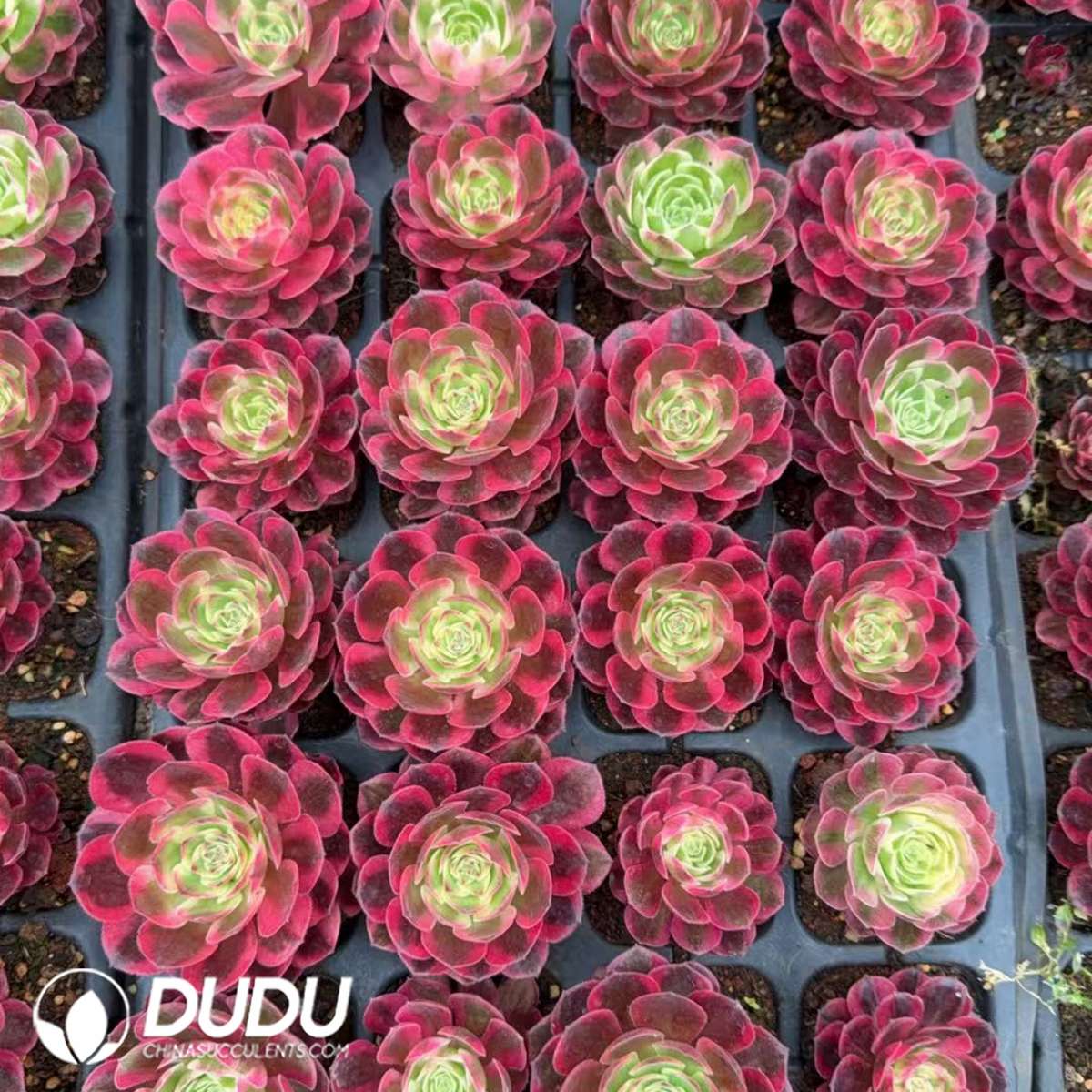 09904D30201.jpg 32pcs Aeonium Yunhe Seedlings - Image 1