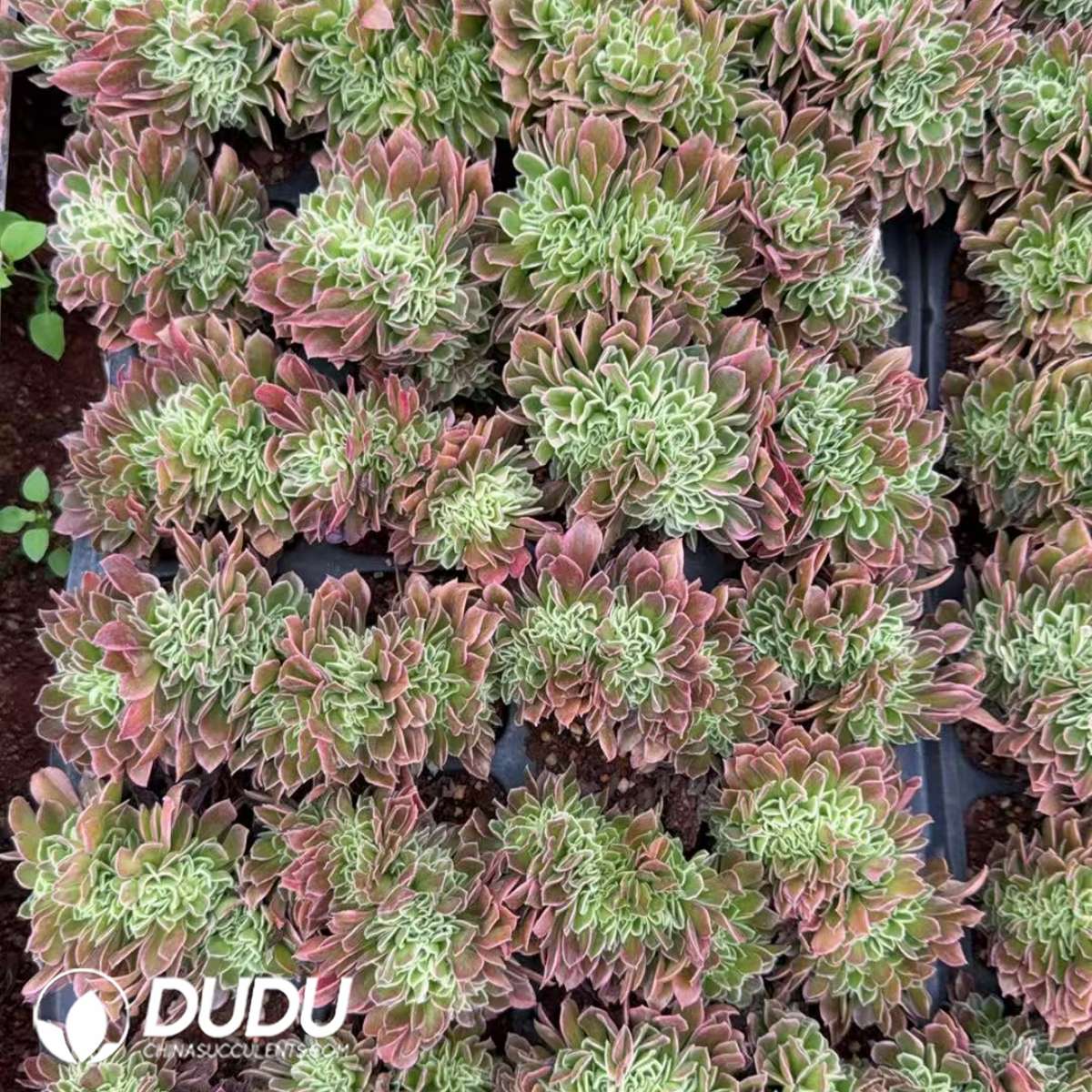 09906D30201.jpg 32pcs Aeonium White Phoenix Cristata Seedlings - Image 1