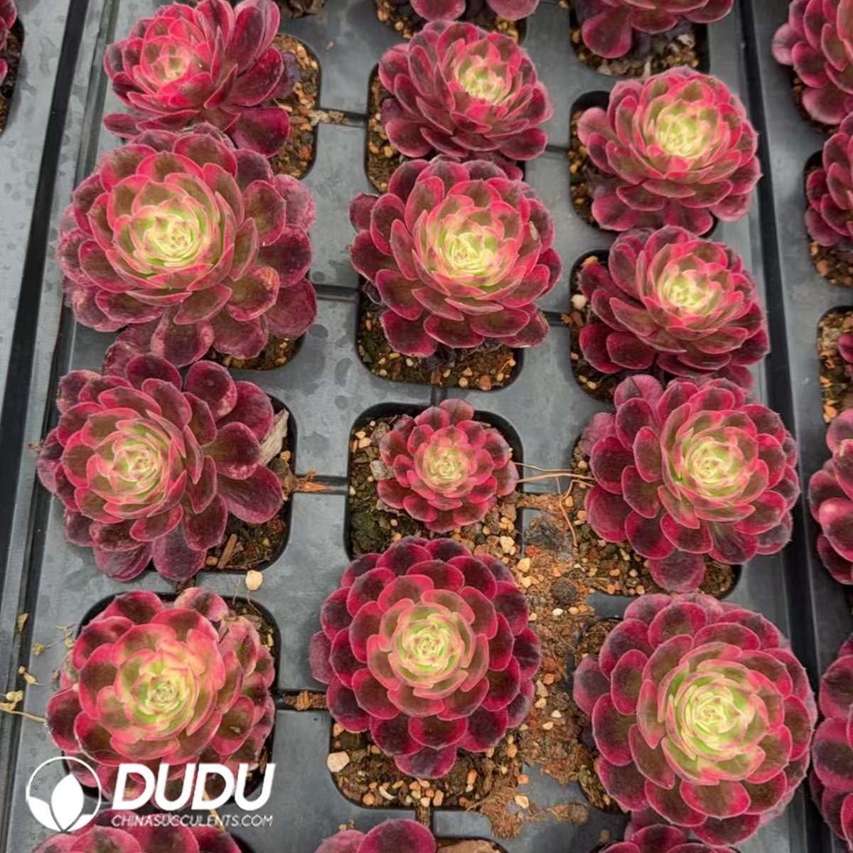 09907D30201.jpg 21pcs Aeonium Pure Heart Variegated Seedlings - Image 1