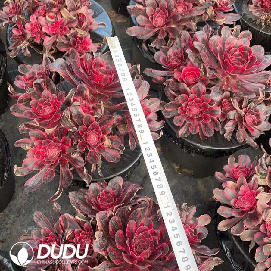 09922D220.jpg Aeonium Red Diamond Clustering - Image 1