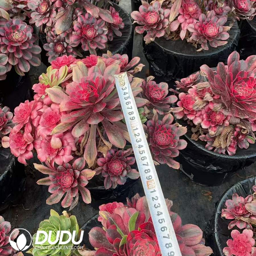 09923D170.jpg Aeonium Butterfly Robe Clustering - Image 1