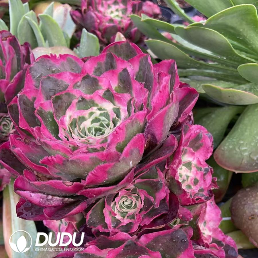 09924D150.jpg Aeonium Phoenix Peony Clustering - Image 1