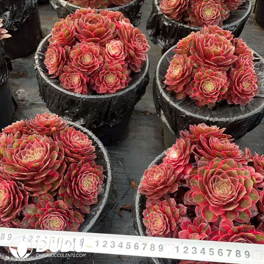 09925D170.jpg Aeonium Queen Raff Clustering - Image 1