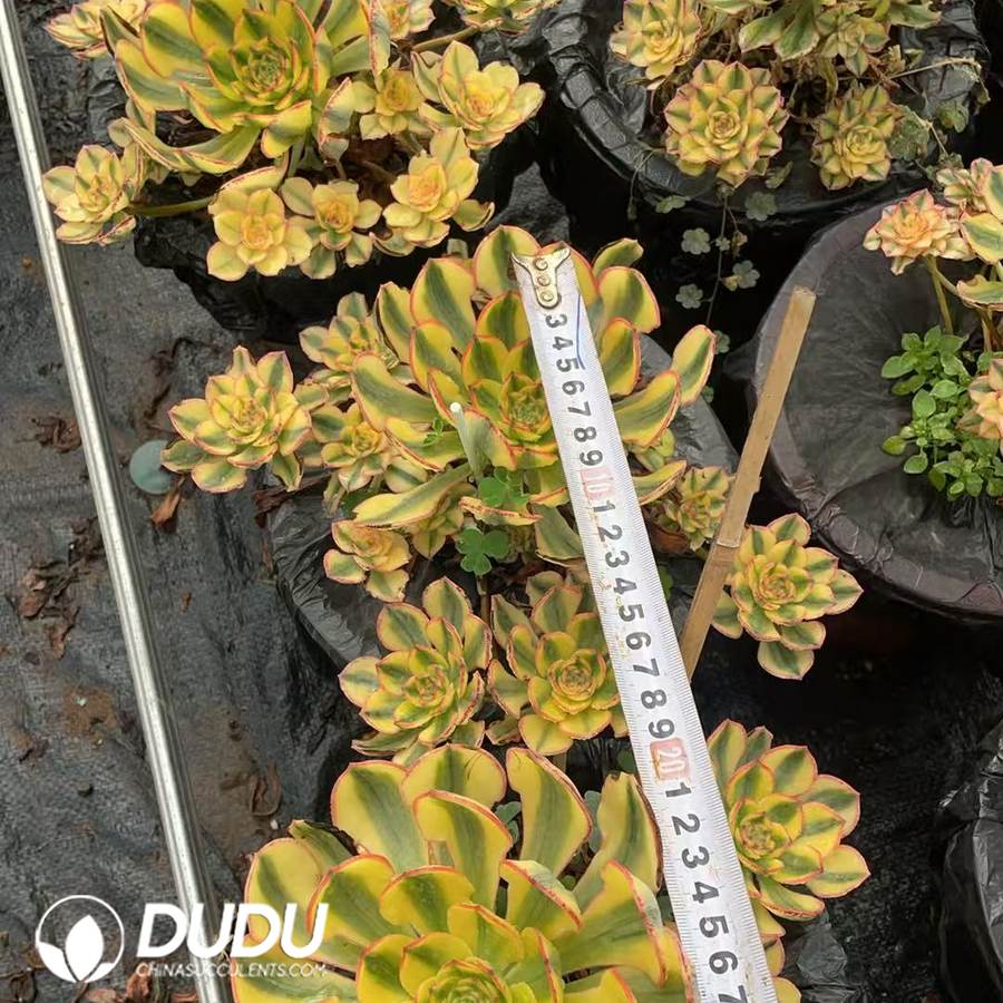 09926D170.jpg Aeonium Sun God Clustering - Image 1