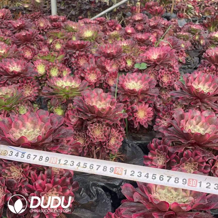 09929D170.jpg Aeonium Wave Clustering - Image 1