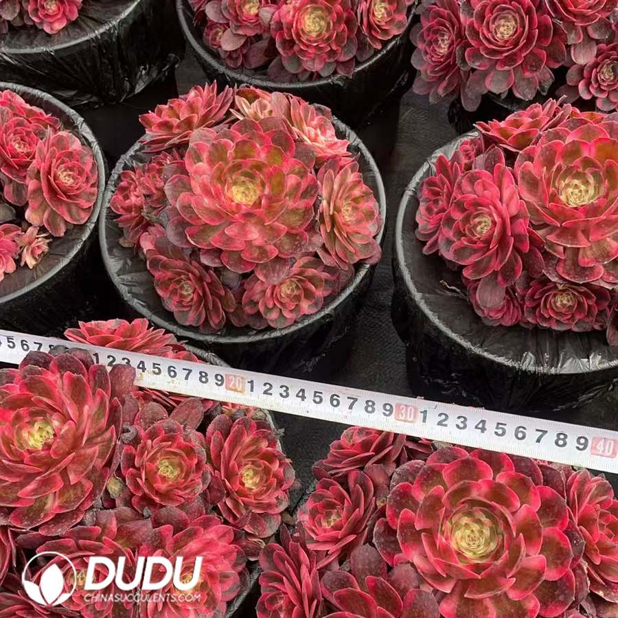 09931D220.jpg Aeonium Red Lotus Variegated Clustering - Image 1
