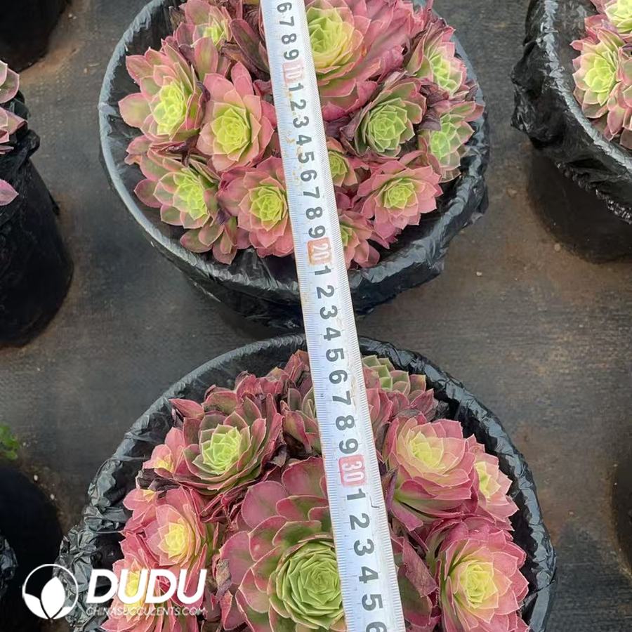 09933D200.jpg Aeonium Countess Clustering - Image 1