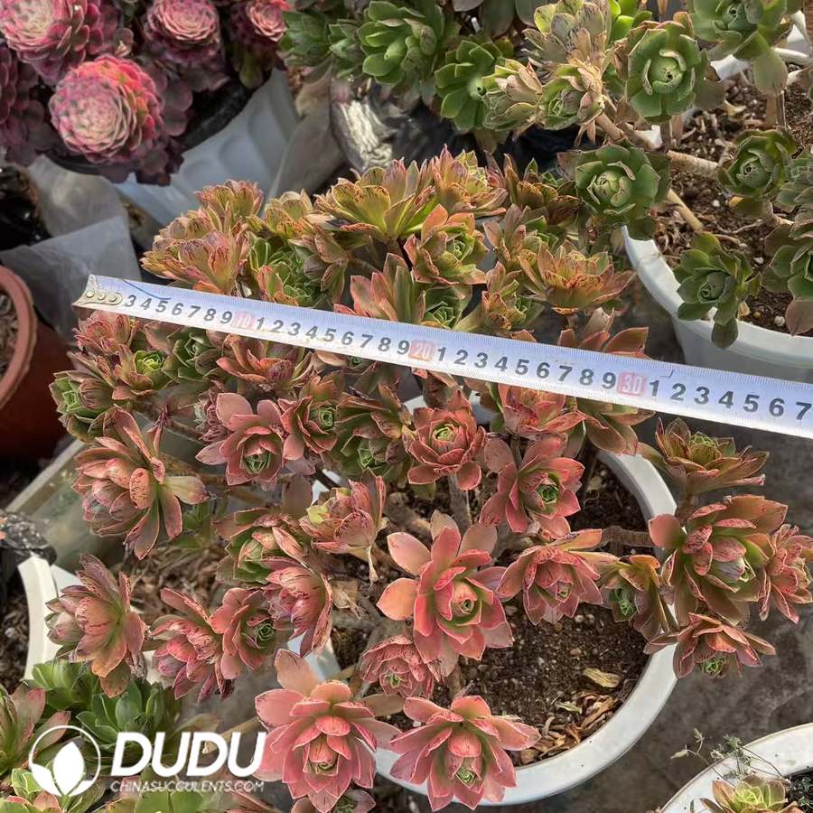 09936D350.jpg Aeonium Large Lotus Clustering - Image 1