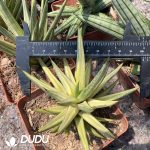 Agave Attenuata Variegata
