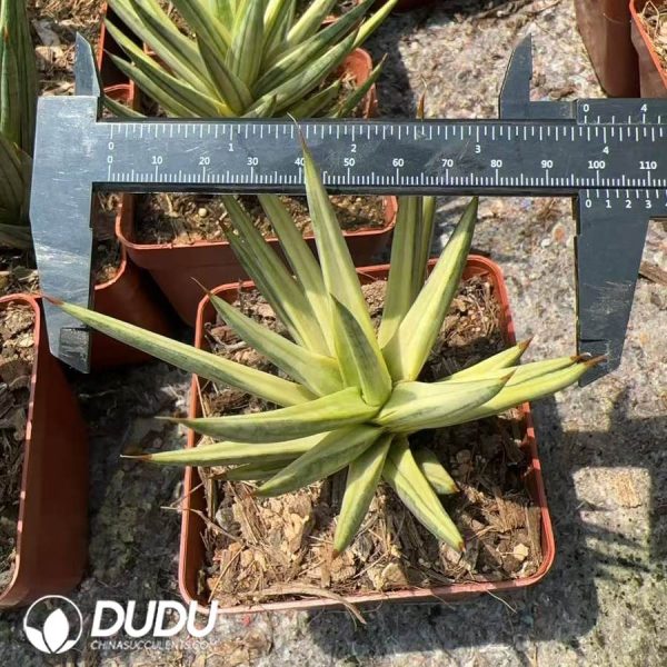Agave Attenuata Variegata - Image 2