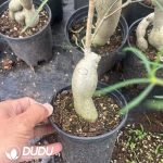Euphorbia Hedyotoides