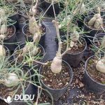 Euphorbia Hedyotoides - Image 2