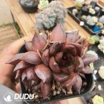 Echeveria Glowing Rose Clustering