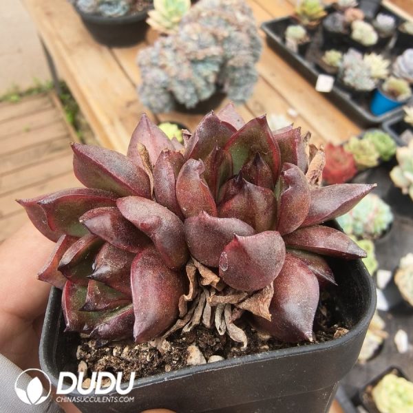 Echeveria Glowing Rose Clustering - Image 2