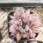 Echeveria Dare Devil Variegated