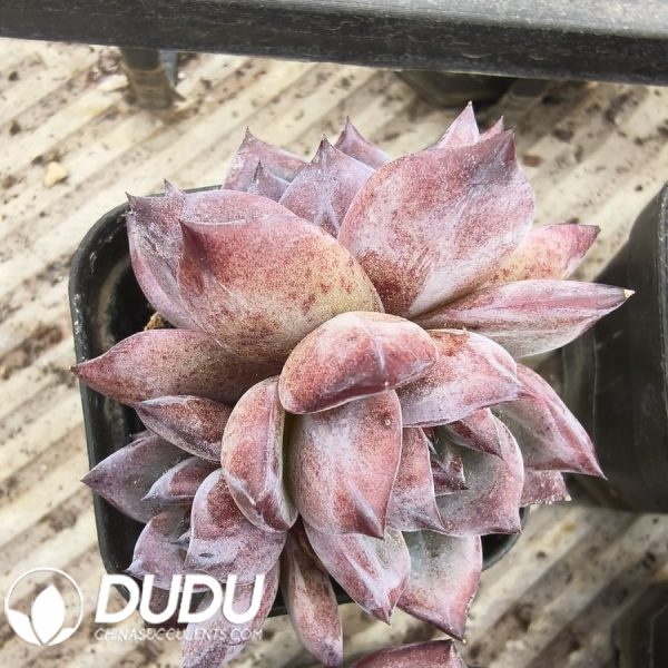 Echeveria Dare Devil Variegated - Image 2