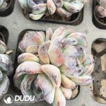 Echeveria Black Orange Monstrose Clustering