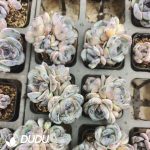 Echeveria Black Orange Monstrose Clustering - Image 2