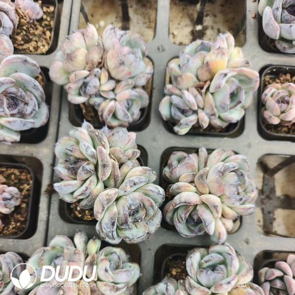 Echeveria Black Orange Monstrose Clustering - Image 2