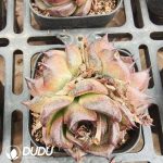 Echeveria Black Swan Clustering