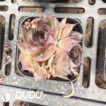 Echeveria Black Swan Clustering - Image 2