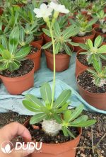 Pachypodium eburneum - Image 2