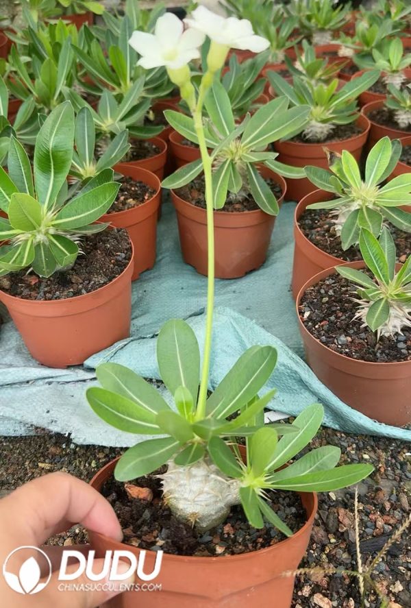 Pachypodium eburneum - Image 2