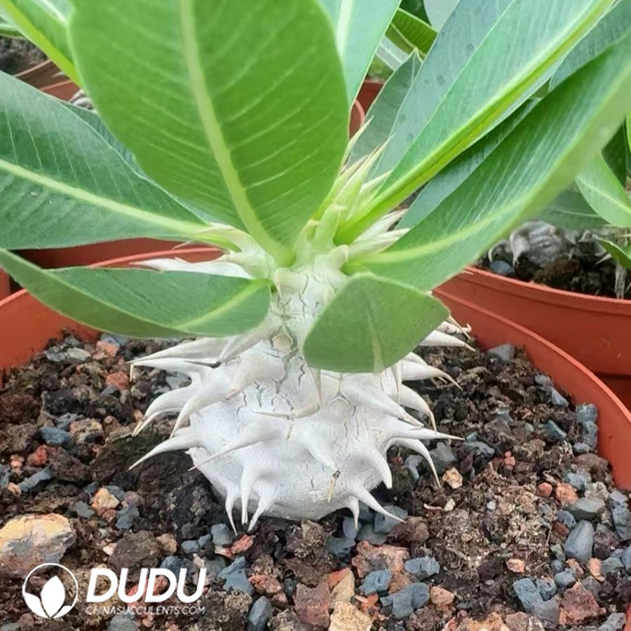 09943D70.jpg Pachypodium eburneum - Image 1