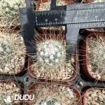 Ferocactus Imperial Crown