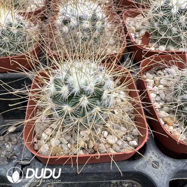 Ferocactus Imperial Crown - Image 2