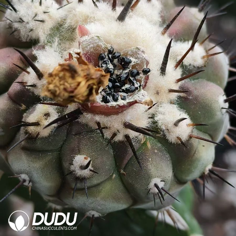 09946D10.jpg 100pcs Copiapoa Cinerea Seeds - Image 1
