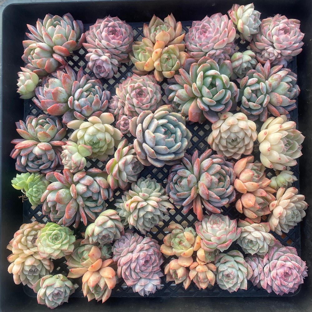 Echeveria