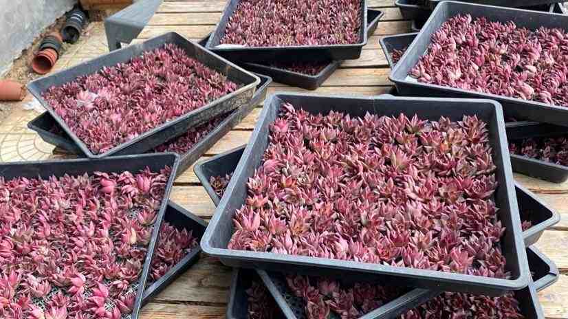 Plug Seedling Trays