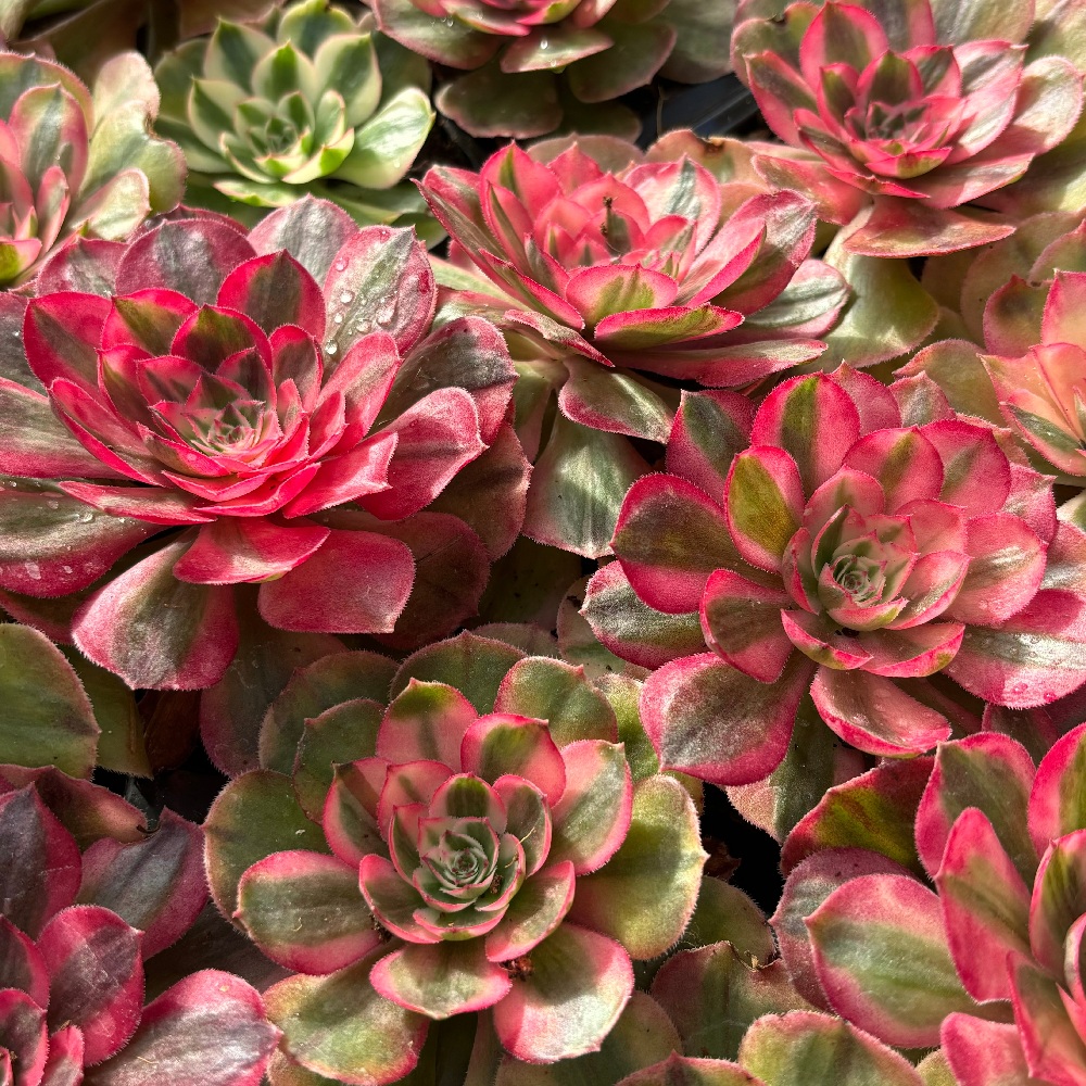 Aeonium & Clustering