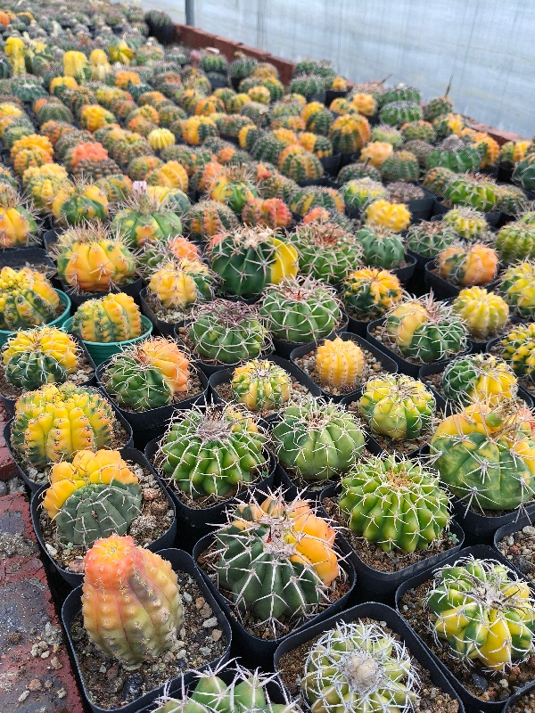 Cactus & Rare