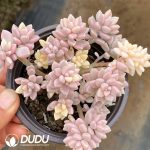 Graptopetalum mendozae