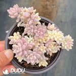 Graptopetalum mendozae - Image 2