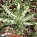 Dracaena angolensis Boncel Variegated