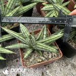 Dracaena angolensis Boncel Variegated - Image 2