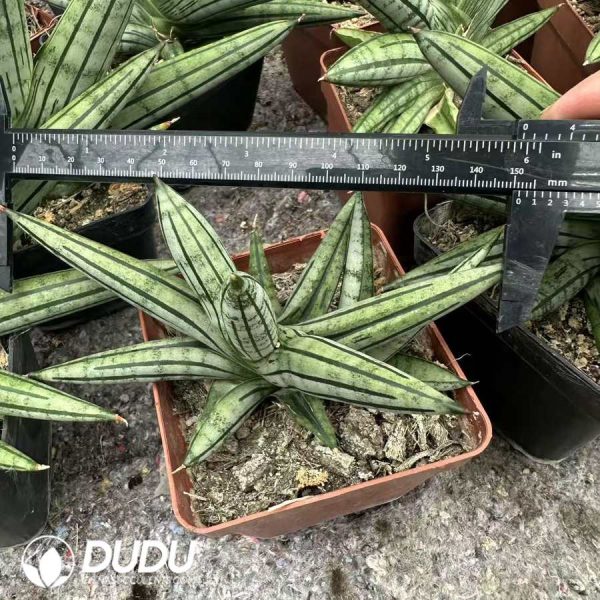Dracaena angolensis Boncel Variegated - Image 2