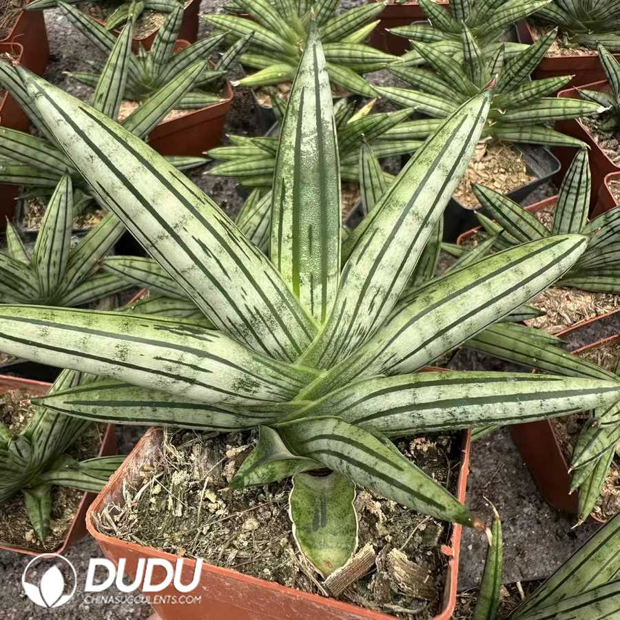 09949D140.jpg Dracaena angolensis Boncel Variegated - Image 1