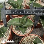 Dracaena trifasciata Rose Samurai