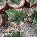 Dracaena trifasciata Rose Samurai - Image 2