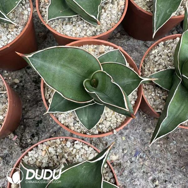 Dracaena trifasciata Rose Samurai - Image 2