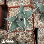 Dracaena trifasciata Walker - Image 2